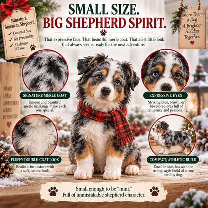 24 Days of Mini American Shepherds – Small Paws, Big Christmas Adventures 🐾🎄