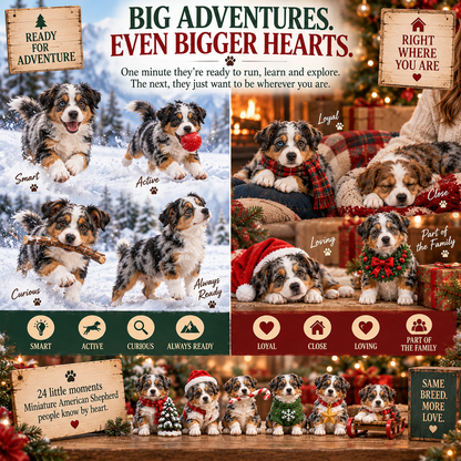 24 Days of Mini American Shepherds – Small Paws, Big Christmas Adventures 🐾🎄