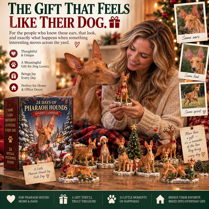🐾24 Days of Pharaoh Hound Joy — Those Ears. That Look. 24 Little Personalities.