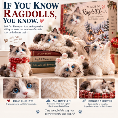 💙24 Days of Ragdoll Love — 24 Fluffy Little Personalities to Make Every Day Sweeter